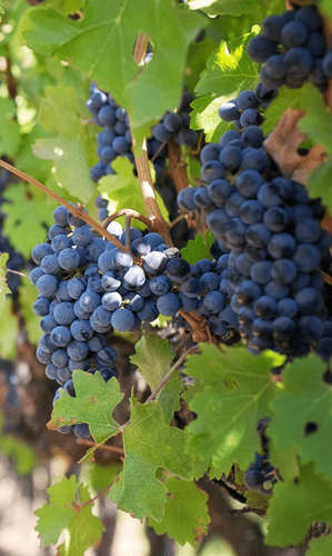 viti-viniculture agence b2b online
